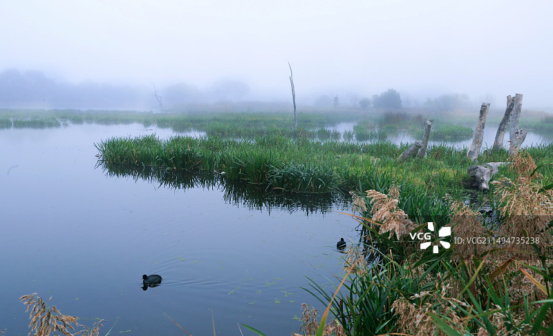 墨尔本湿地晨雾图片素材