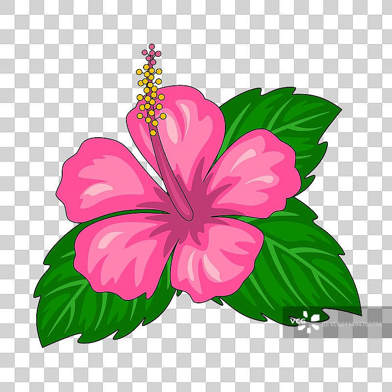 白色背景上的粉色芙蓉花图片素材