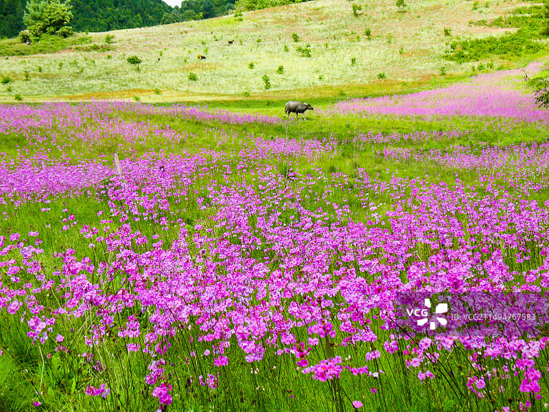 漾濞报春花，春天图片素材
