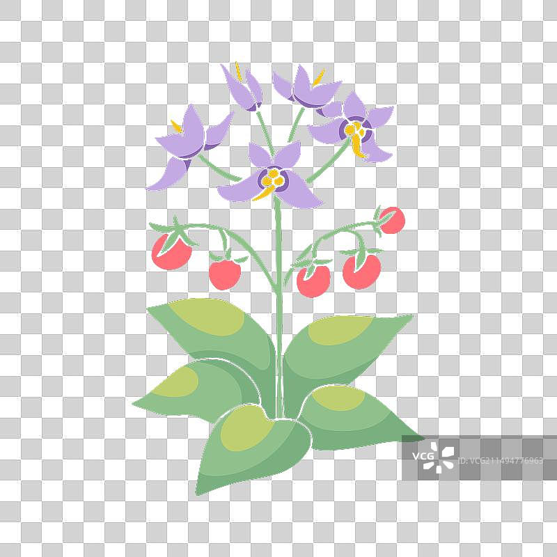 加那利群岛风格化野生特内里费龙葵图片素材