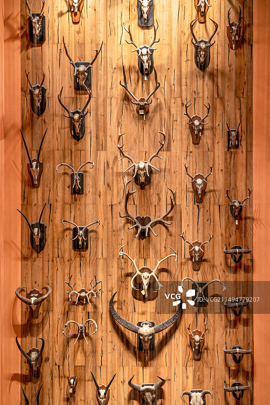 上海市静安区自然博物馆展出的动物头骨，牛角和羊角图片素材