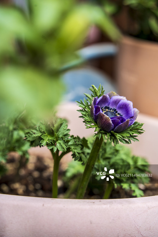 春天的花欧洲银莲花图片素材