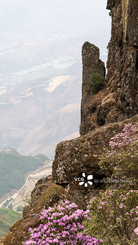 云南东川牯牛山高山杜鹃图片素材