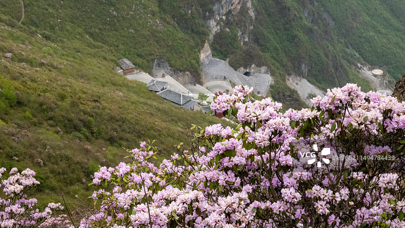 云南东川牯牛山高山杜鹃图片素材