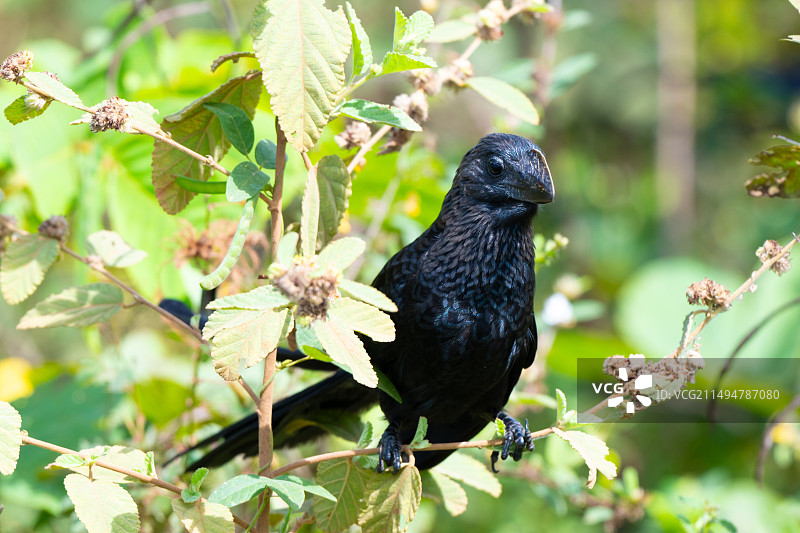 滑嘴犀鹃图片素材
