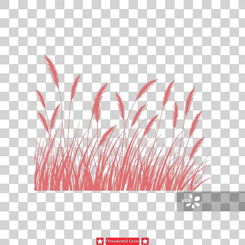 优雅的装饰性观赏草图片素材