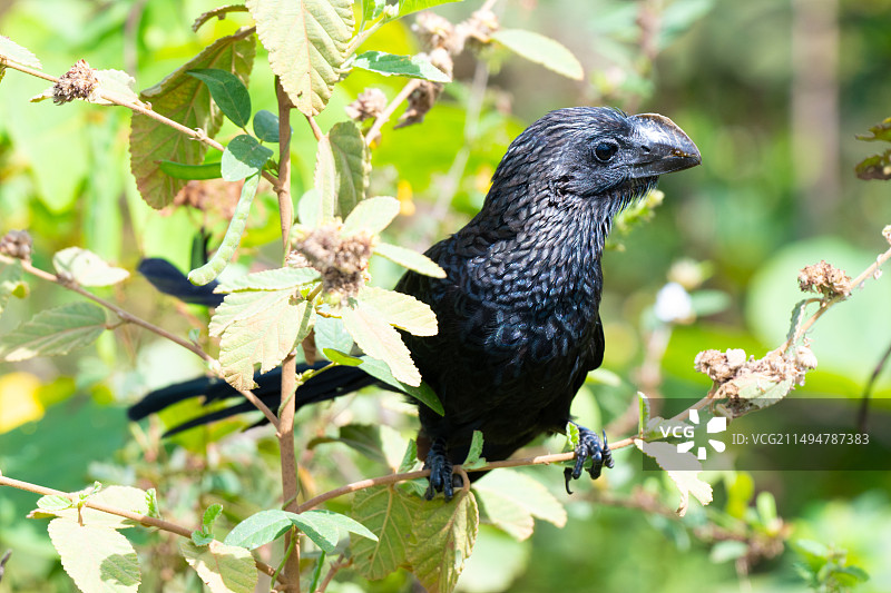滑嘴犀鹃图片素材