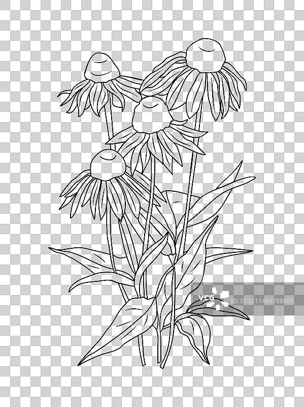 紫锥菊鲜花手绘线条艺术图片素材