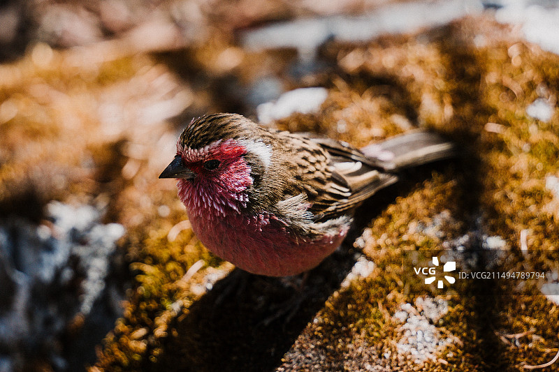 稻城亚丁野生动物图片素材