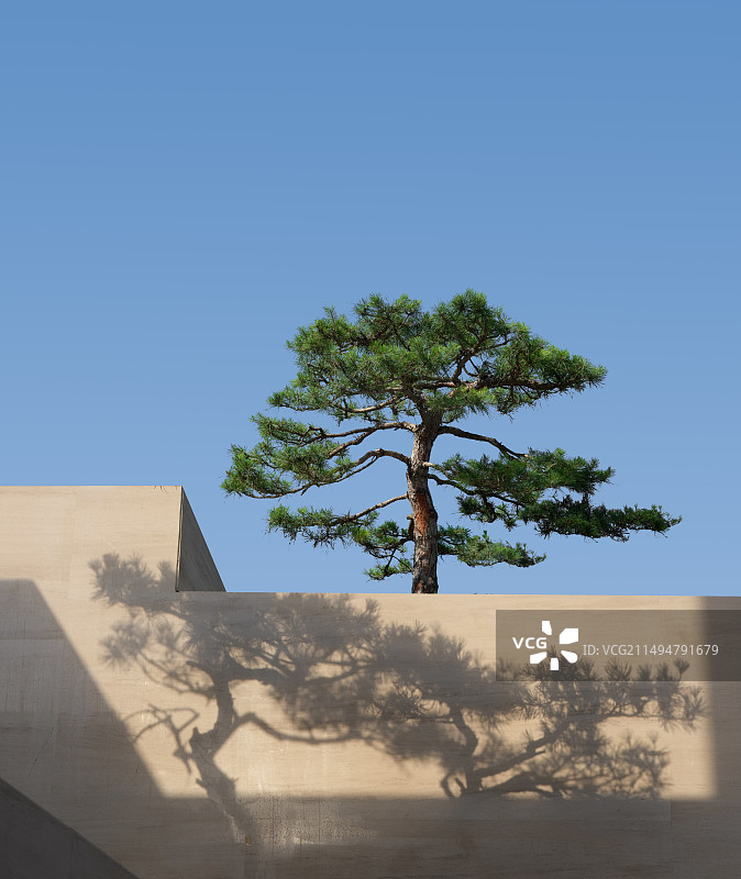 中式风格住宅建筑，白墙，瓦，松树图片素材