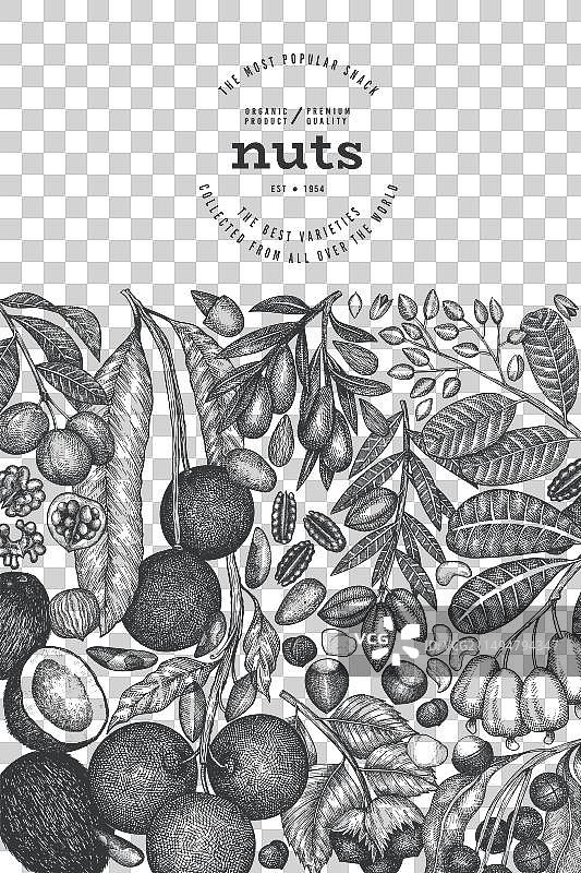 手绘坚果树枝和果仁模板图片素材