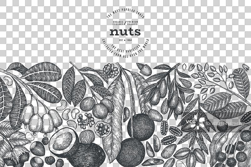 手绘坚果树枝和果仁模板图片素材