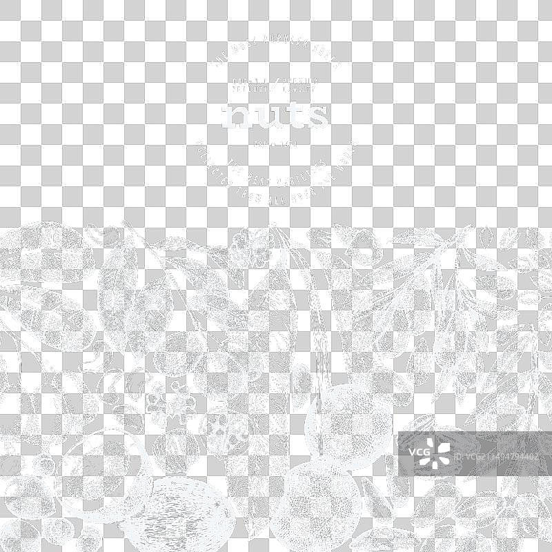 手绘坚果树枝和果仁模板图片素材