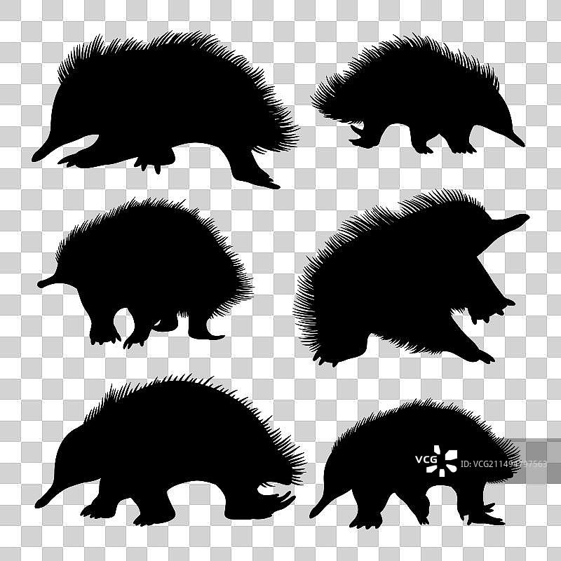 针鼹动物剪影图片素材