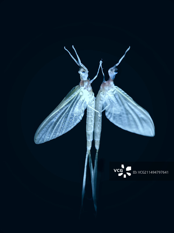 芭蕾（蜉蝣）入夜后一些蜉蝣停歇在不锈钢柱子上形成的镜像图片素材