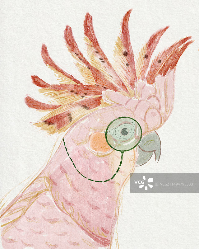 戴绿色眼镜的粉色的凤头鹦鹉图片素材