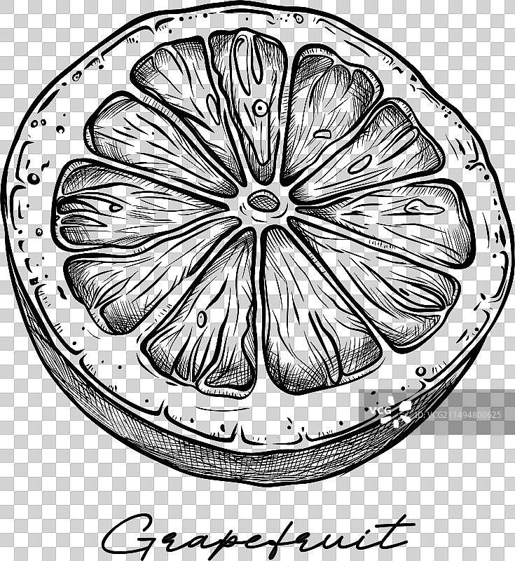 手绘柠檬葡萄柚橙子图片素材