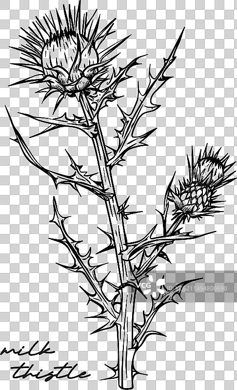 白色背景上手绘的奶蓟草图片素材