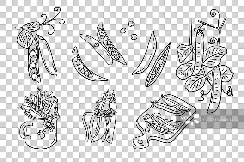 绿色豌豆轮廓草图合集图片素材