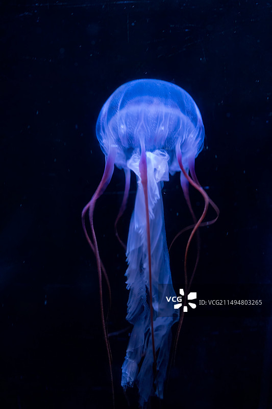 青岛海底世界，水母图片素材
