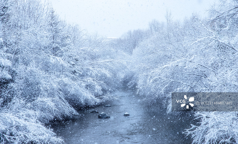 东北林区3月底下雪后的场景图片素材