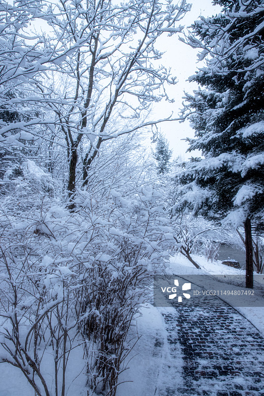 东北林区3月底下雪后的场景图片素材