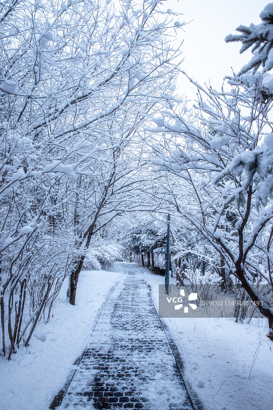 东北林区3月底下雪后的场景图片素材
