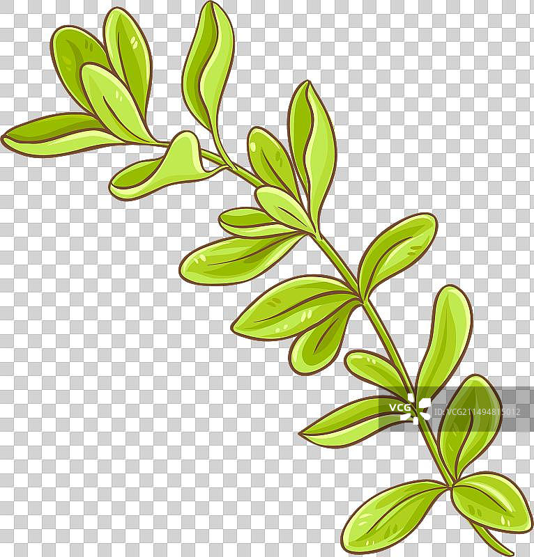 彩色详细的马郁兰枝图片素材