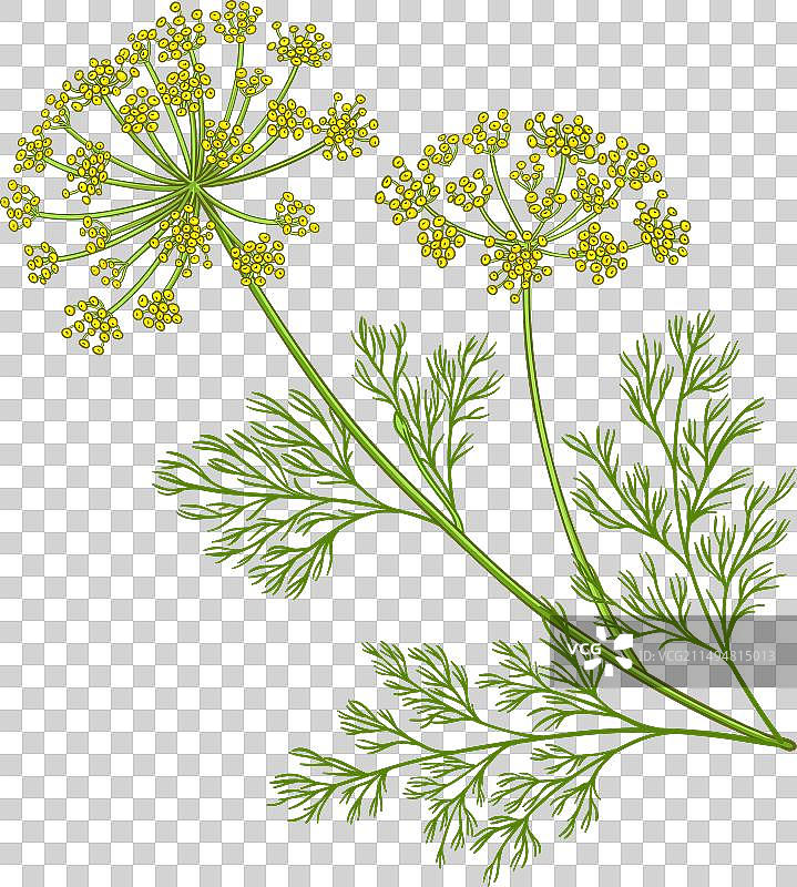 彩色莳萝植物图片素材