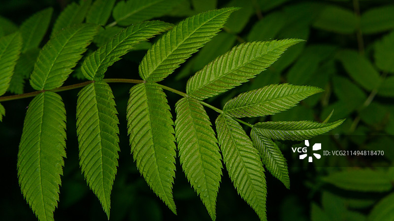 蕨类植物叶子特写镜头图片素材