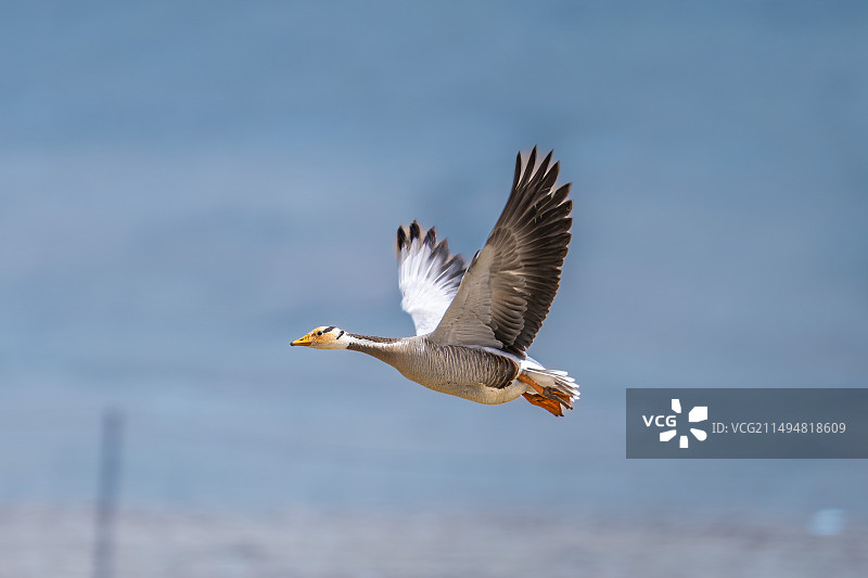 斑头雁图片素材