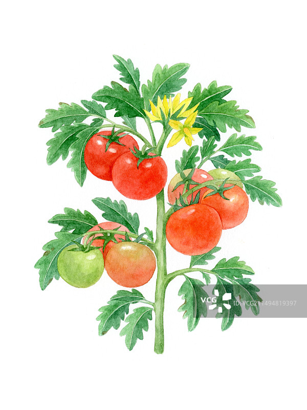 手绘西红柿图片素材