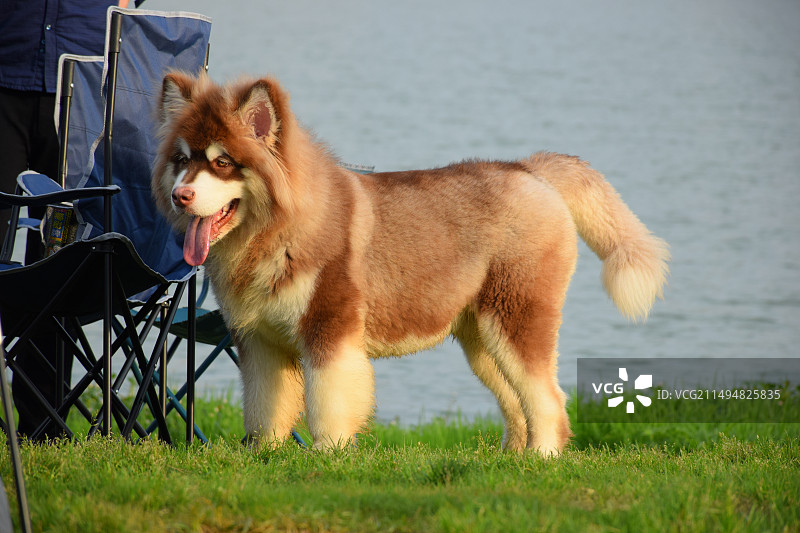 草丛中奔跑的阿拉斯加犬图片素材