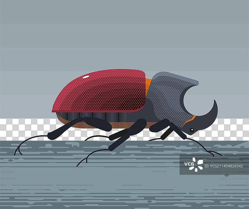 犀牛甲虫图片素材