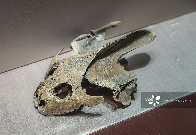 苏州博物馆西馆藏 新石器时代 良渚文化 龟头骨图片素材