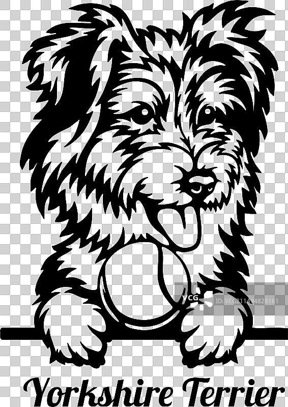 偷看的约克夏梗犬 - 爱狗人士主人图片素材