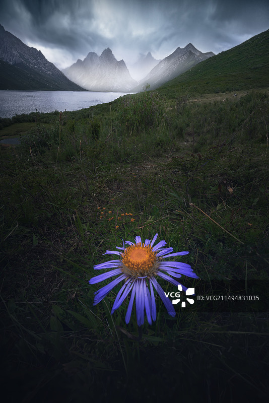 孤独的高山紫苑图片素材