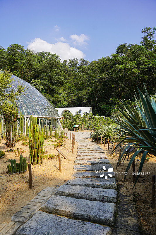 深圳仙湖植物园沙漠植物区图片素材