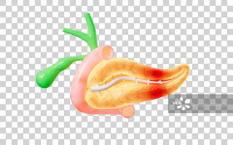 人类胰腺胆囊解剖模型3D渲染图片素材