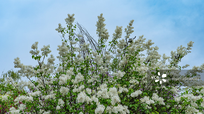 丁香花图片素材