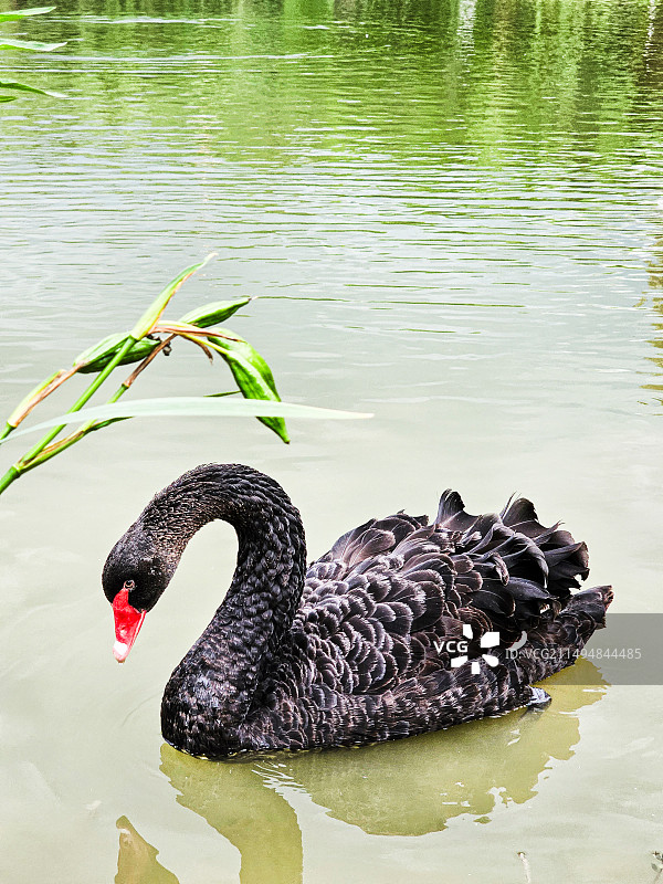 黑天鹅图片素材