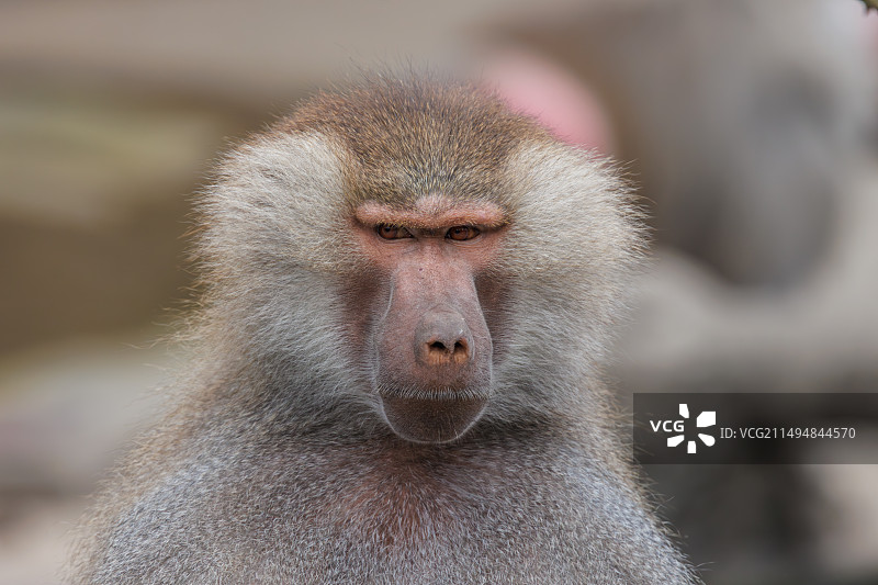 狒狒向别处看的特写镜头图片素材