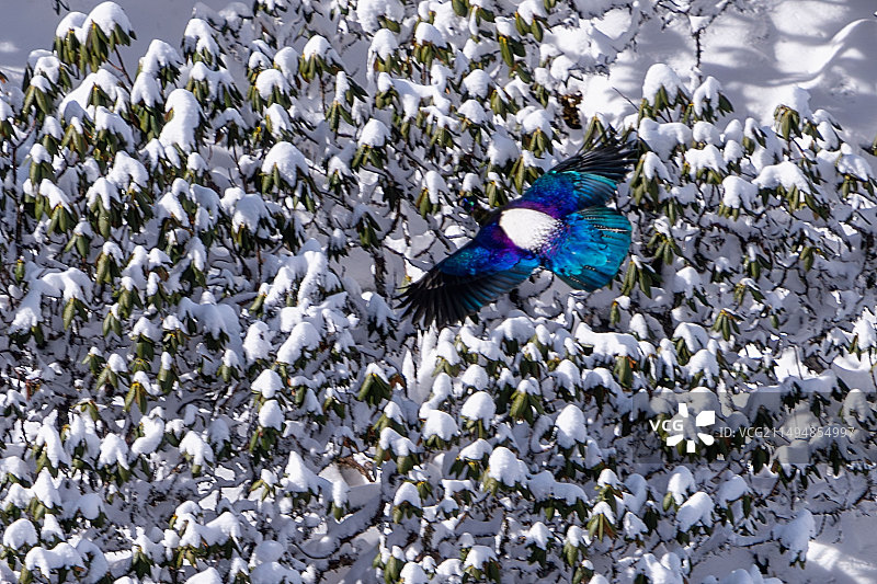 山雪鹤影图片素材