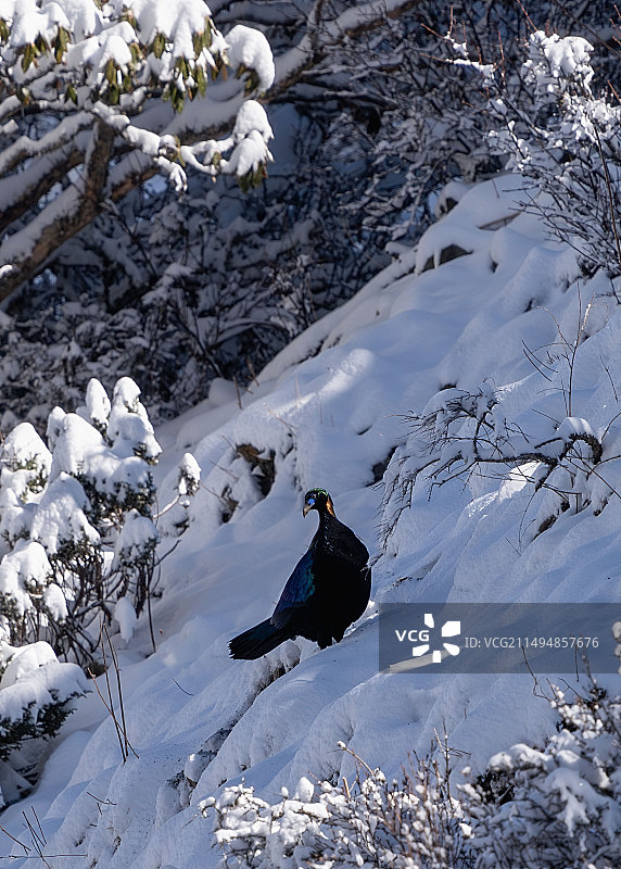 寒峰问道图片素材
