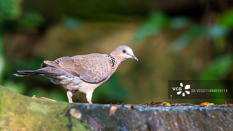准备洗澡的珠颈斑鸠鸟图片素材