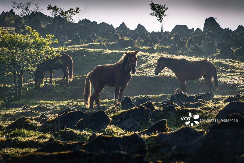 湖北利川齐岳山的利川马图片素材