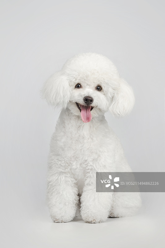 白色狗狗图片素材