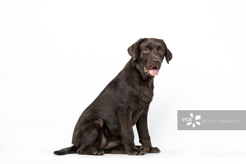 拉布拉多图片素材