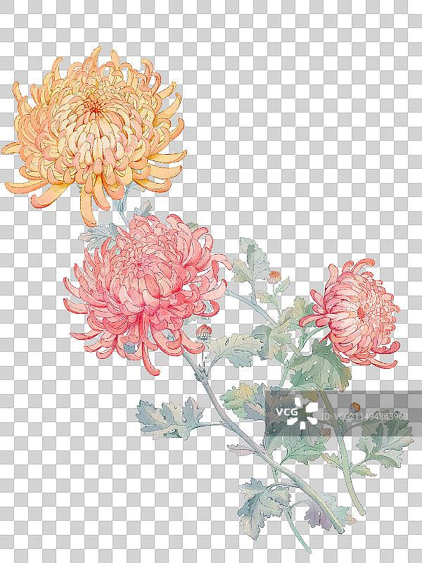 免抠菊花图片素材