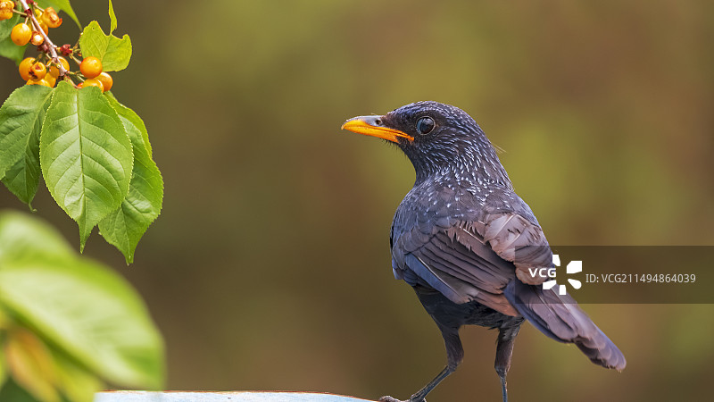 紫翅椋鸟栖息在树上的特写镜头图片素材